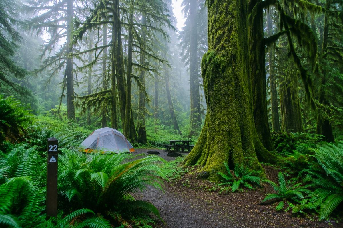 Hoh Rain Forest Campground in Olympic NP